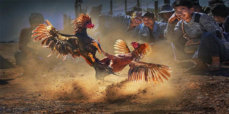 vv88 chơi bắn cá đổi thưởng